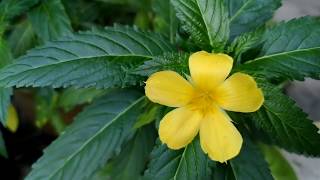 Damiana Turnera diffusa  Nov 9 2018 [upl. by Mccourt715]