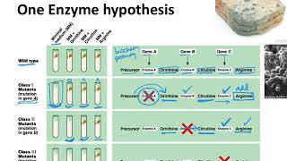 BIOL183 Beadle amp Tatums OneGeneOneEnzyme hypothesis [upl. by Nalla]