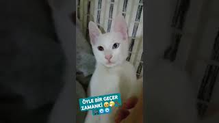 Büyüdüler kocaman adam oldular şapşikler 🤧🥺😻🙈🐾🐈‍⬛🧿🧿🧿zaman ne çabuk geçiyor🤧😿 cat kedi catlover [upl. by Musette869]