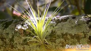 Tillandsia species Air Plants  Tilândsia Tillandsioideae [upl. by Lagasse]