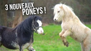 PRÉSENTATION DES 3 NOUVEAUX PONEYS  🥰 [upl. by Berneta]