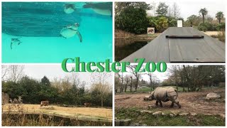 CHESTER ZOO VLOG  NOVEMBER 2024 [upl. by Nageam]