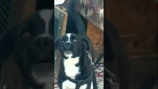 DOG BARKING Sound Effects short shorts Собака лает 58 MAKE YOUR DOG OR CAT GO CRAZY 狗叫聲 छाल 吠える [upl. by Shyamal]