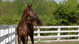 Danielson Arabian Horses for Sale [upl. by Brennen817]