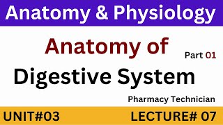 Anatomy of Digestive System  Pharmacy Technician  Anatomy and Physiology [upl. by Inerney]