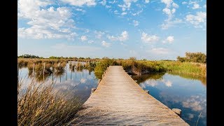 Places to see in  Arles  France  Camargue Nature Park [upl. by Nixon]