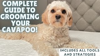 How To Easily Groom Your Cavapoo [upl. by Elletnuahs593]