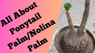 How To Grow and Care Nolina PlamCare of Ponytail PalmNolina PalmElephant Foot Palm [upl. by Irpac36]