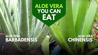 Which Aloe Vera is Edible [upl. by Issy]