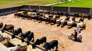 Biggest Cattle Farm Sialkot  Cattle Farming tips 2023  Bachra Farming in Pakistan  By Asim Faiz [upl. by Angus335]