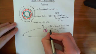 Soluble Guanylate Cyclase Part 1 [upl. by Alyakam40]