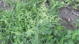 EatTheWeeds Episode 84 Lambsquarters pigweed fat hen [upl. by Navad171]