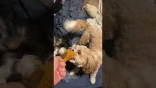 Cavapoo Puppies being silly 😅❤️ [upl. by Anawak680]