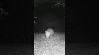 Desert Woodrat Striped Skunk Opposum🦨ᘛ⁐̤ᕐᐷ🐀 Midnight Escapades opossum woodrat stripedskunk [upl. by Akimet]