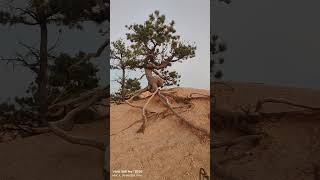 The Queens Garden Trail Bryce Canyon National Park [upl. by Hentrich402]