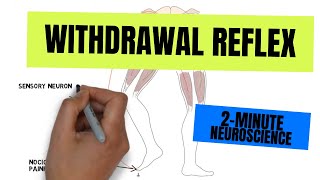 2Minute Neuroscience Withdrawal Reflex [upl. by Iline806]