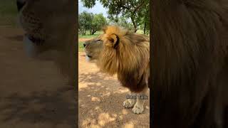 Barbary Lion Vs American Lion 🤔  shorts lion facts wildanimals [upl. by Nodaj]