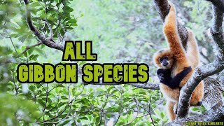 All Gibbon Species  Species List [upl. by Naerol]