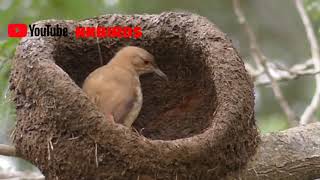 Rufous Hornero Build Nest  Engineer Bird [upl. by Analed140]