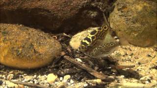 Palembang Kugelfisch Tetraodon biocellatus Paar beim Fressen [upl. by Cesare786]