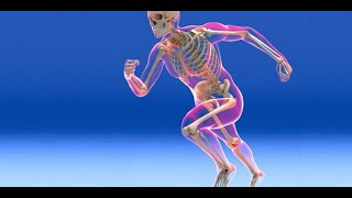 SKELETAL SYSTEM CRASH COURSE LECTURE [upl. by Templas]