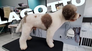 This is PERFECT Lagotto Romagnolo Haircut Step by Step Grooming [upl. by Ingemar172]