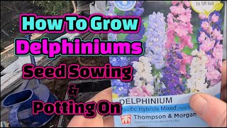 How to sow amp grow Delphiniums guaranteed results [upl. by Chadwick]