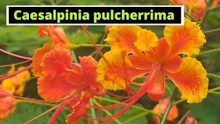 Caesalpinia pulcherrima Peacock Flower [upl. by Nabala]