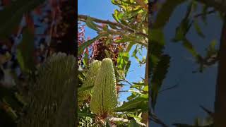 Amazing banksia plant shortvideo [upl. by Ostler721]