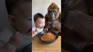 Baby and gorilla share fried noodles cute lovely love gorilla baby animalsshorts [upl. by Nonahs]