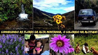 CONHECENDO ÀS FLORES DA ALTA MONTANHA🌻🌷🌺 [upl. by Nylasej701]