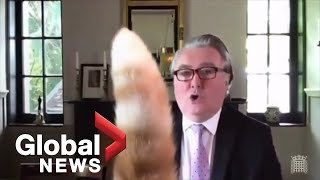 Rocco put your tail downquot Cat interrupts virtual UK parliamentary meeting [upl. by Shewmaker838]