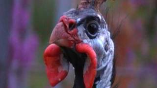 helmeted guineafowl [upl. by Maude]