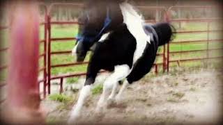 In loving memory of DayByDay vlogs horse Stella [upl. by Nnaeel]