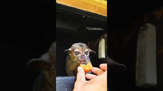 Feeding Kinkajous  Food Prep [upl. by Claudia]