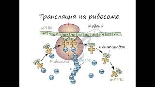 Белок синтезі Транскрипция Трансляция Процессинг Қазақша [upl. by Dunkin946]