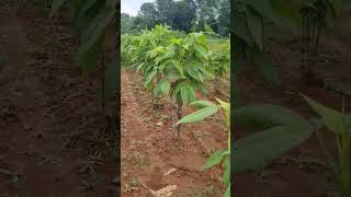 Lac cultivation in semialata plant agro fact lac lacca [upl. by Arenat243]