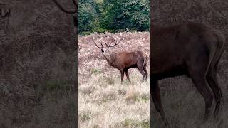 Roaring Red Stag and Harem reddeer wildlife shorts [upl. by Erasaec508]