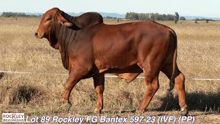 Lot 89 Rockley FG Bantex 59723 IVF PP [upl. by Anoirtac842]