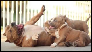 American Bully at play [upl. by Cecelia124]