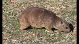 Animals on campground in Augrabies Falls National Park in South Africa [upl. by Aldercy]