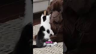 Gato pequeño quiere intimidar a perro grande [upl. by Laenaj]