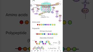 41초생물 유전자발현 번역 코돈 안티코돈 mRNA tRNA 리보솜 APE자리 폴리펩타이드합성 엄마표 [upl. by Rem]