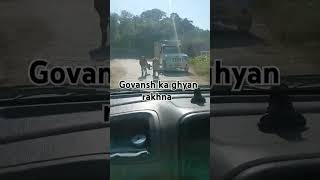 himachali trending govansh ka dhyan rakhna [upl. by Silberman]