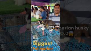 Recent Dogs Price In Kolkata 2024  Gallif Street Dog Market  Cheapest Market In Kolkatashorts [upl. by Nrev313]