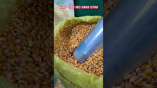 Selfpriming grinder crushing grains corn etc optional mesh size [upl. by Nerro]