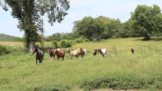 Stud colts born in 2022 at McNatt Farms for sale [upl. by Enelehs975]