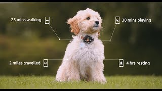 PitPat Dog Activity Monitor amp Dog Exercise Tracker App  2019 [upl. by Codd]