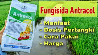 Dosis Dan Manfaat Fungisida Antracol Untuk Padi Di Musim Hujan [upl. by Enelehs]