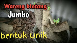 CARA TANAM BONSAI WARENG BINTANG DONGKELAN Gmelina philippesis aribonsaiart4508 [upl. by Herculie]